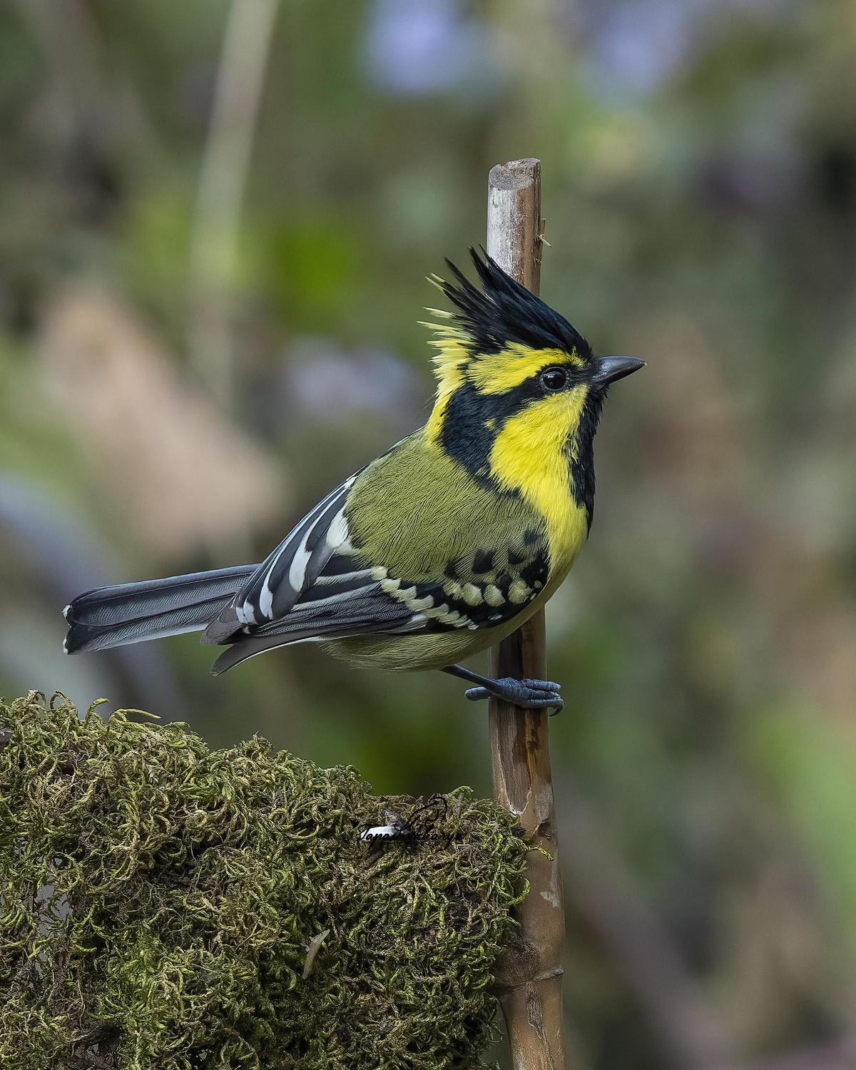 Image of Bird, Beak, Feather etc.