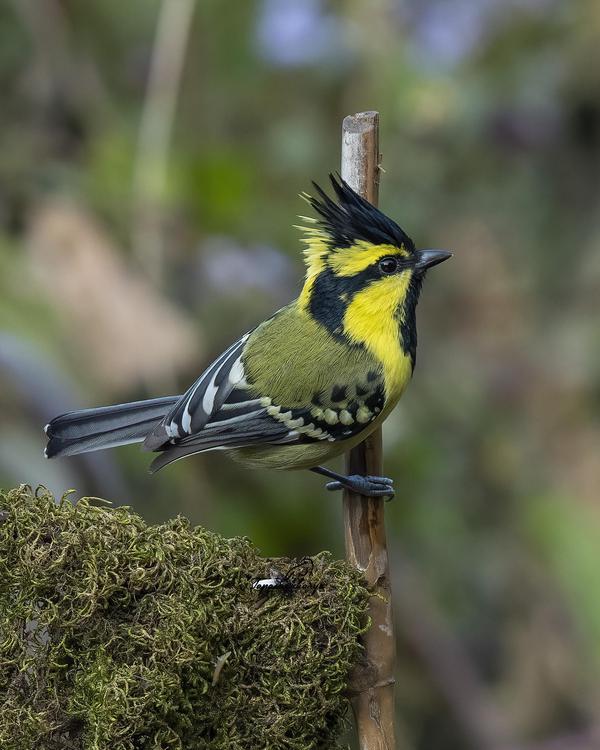 Image of Bird, Beak, Feather etc.