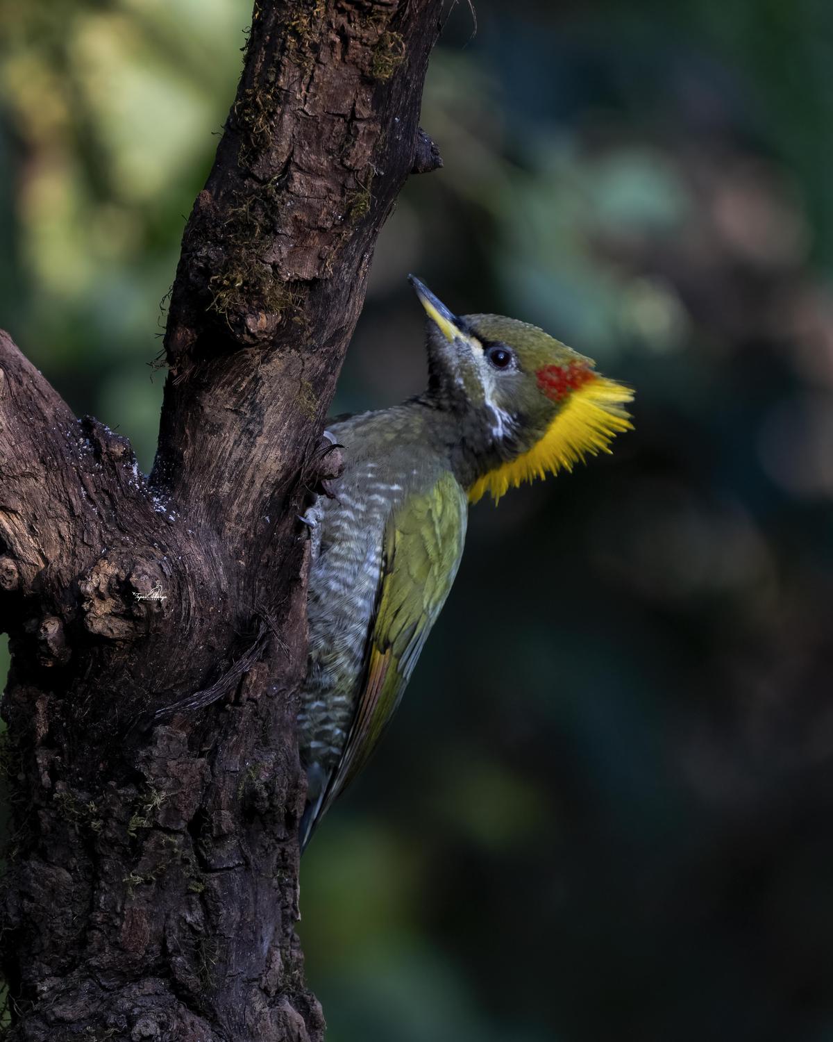 Image of Tree, Plant, Bird, Beak, Twig, Woodpecker etc.