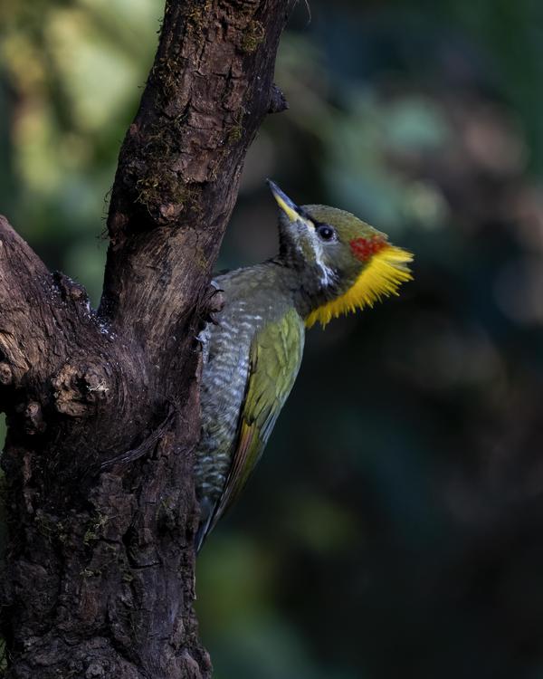 Image of Tree, Plant, Bird, Beak, Twig, Woodpecker etc.