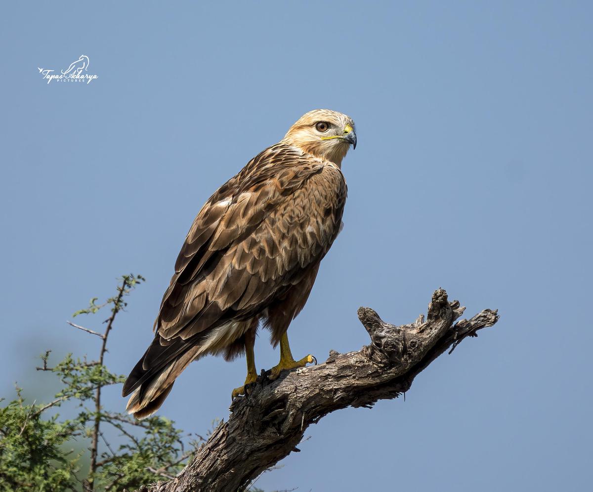 Image of Sky, Bird, Beak, Eagle, Accipitridae, Falconiformes etc.