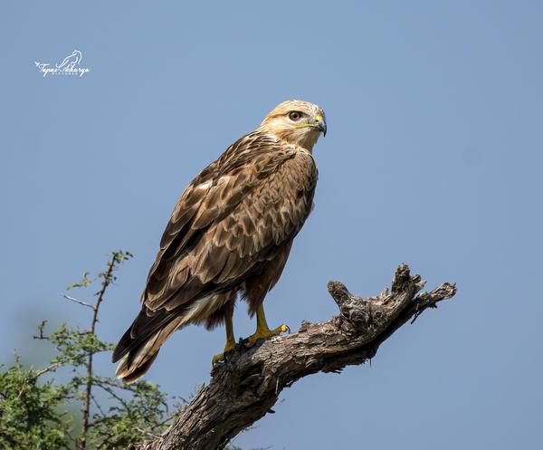 Image of Sky, Bird, Beak, Eagle, Accipitridae, Falconiformes etc.