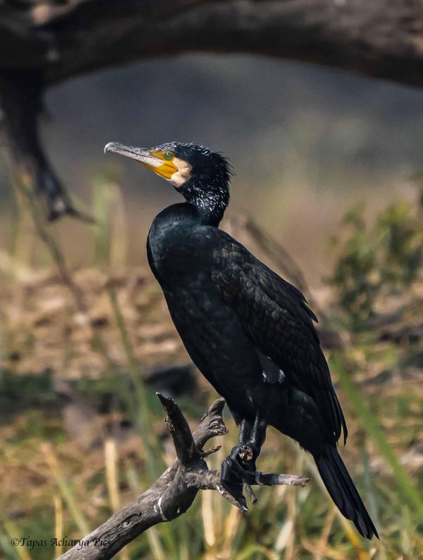 Image of Bird, Beak etc.
