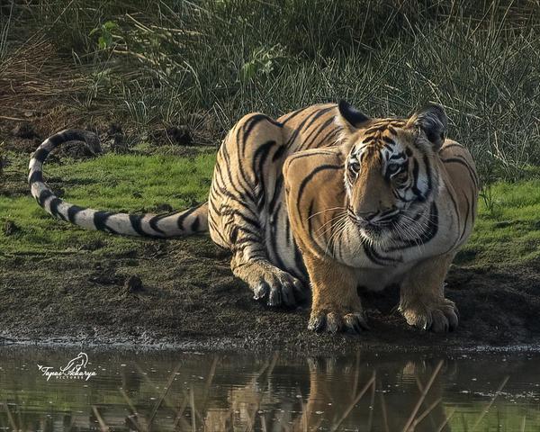 Image of Water, Organism, Tiger, Bengal tiger, Mammal, Siberian tiger etc.