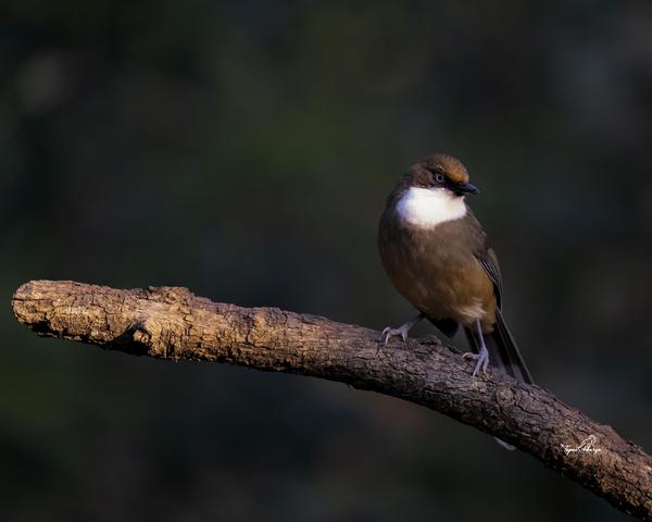 Image of Bird, Twig etc.