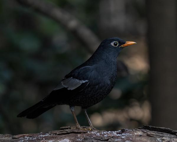 Image of Plant, Bird, Beak, Eye, Human body, Feather etc.