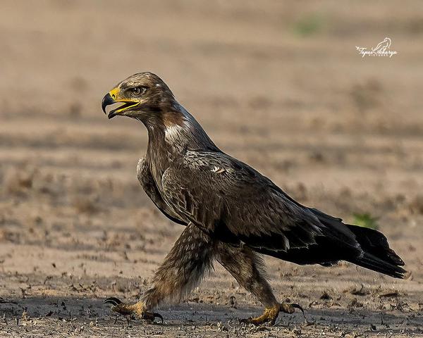 Image of Terrestrial animal, Bird, Beak, Harrier, Accipitridae, Feather etc.