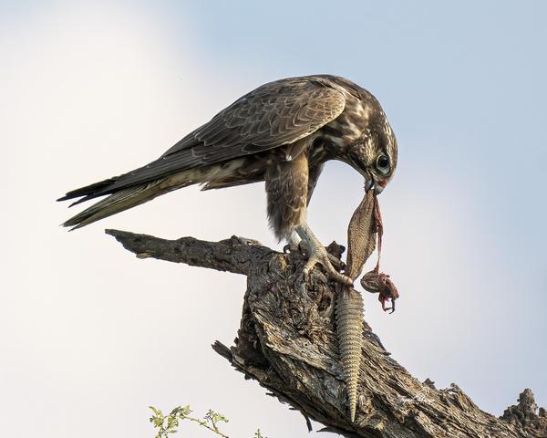 Image of Sky, Bird, Beak, Wood, Accipitridae, Falconiformes etc.