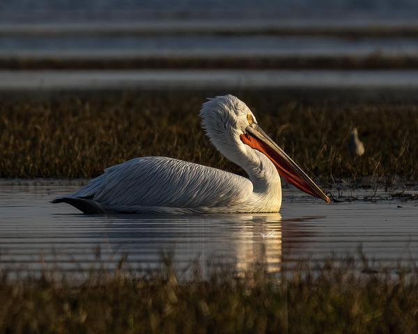 Image of Nature, Natural landscape, Water, Bird, Beak, Feather etc.