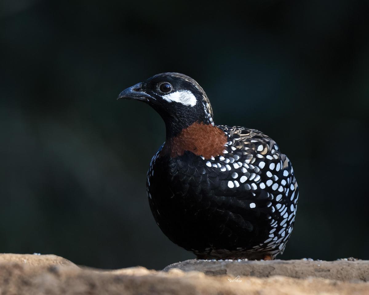 Image of Bird, Beak, Galliformes etc.