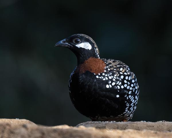 Image of Bird, Beak, Galliformes etc.