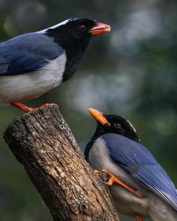 Image of Organism, Bird, Beak etc.