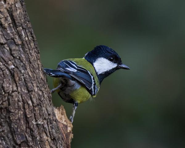 Image of Bird, Beak, Eye, Feather etc.