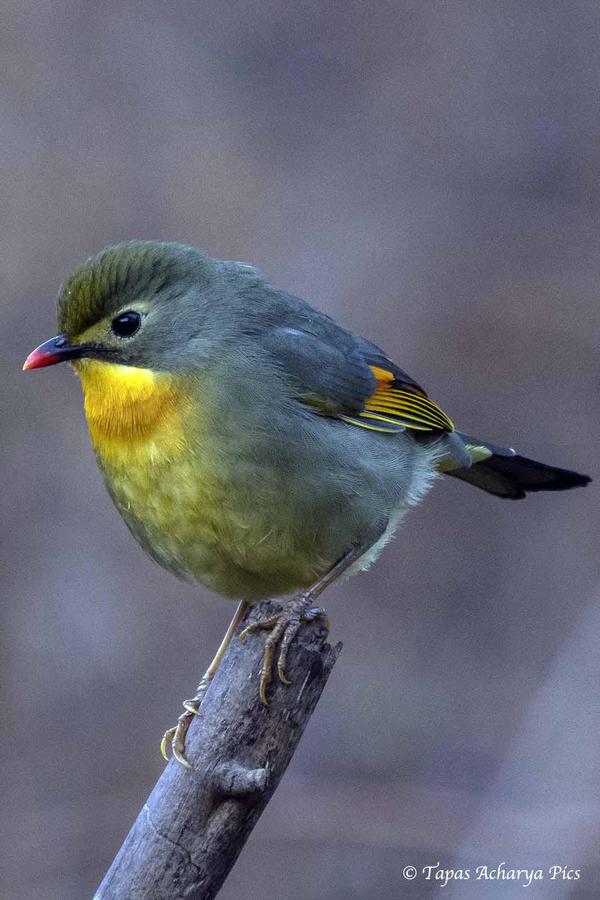 Image of Bird, Beak, Feather etc.