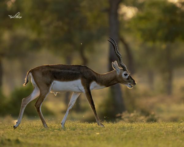Image of Vertebrate, Grassland, Natural environment, Fawn etc.