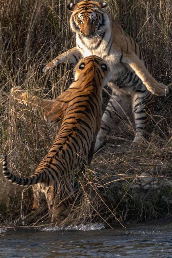 Image of Nature, Water, Tiger, Vertebrate, Bengal tiger, Siberian tiger etc.