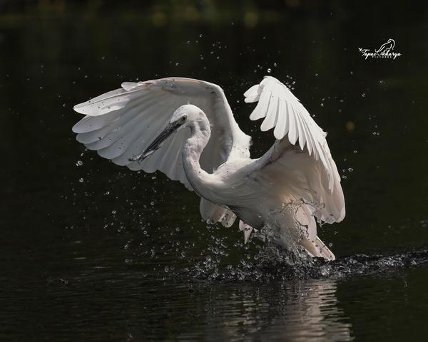 Image of Water, Organism, Bird, Beak, Neck, Body of water etc.