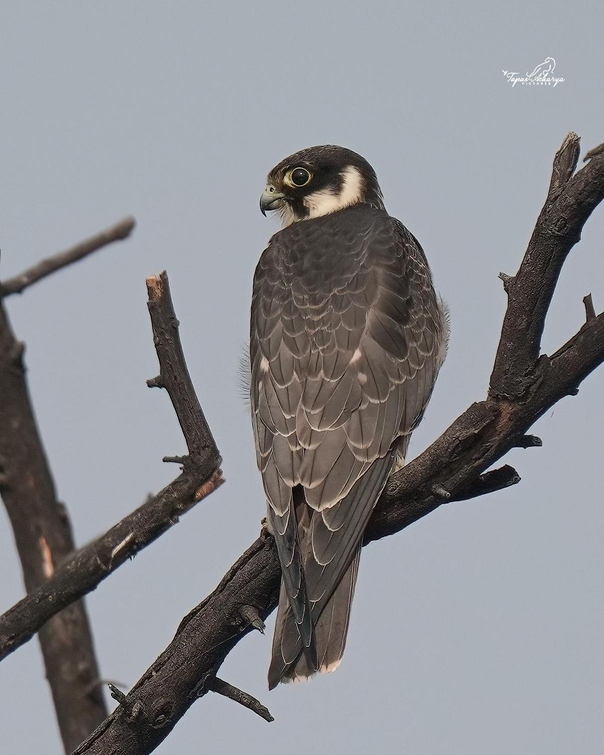 Image of Sky, Plant, Bird, Beak, Eagle, Accipitridae etc.