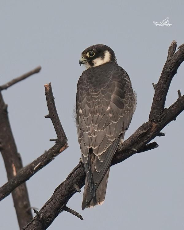 Image of Sky, Plant, Bird, Beak, Eagle, Accipitridae etc.