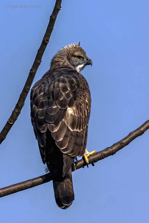 Image of Sky, Plant, Bird, Beak, Accipitridae, Feather etc.