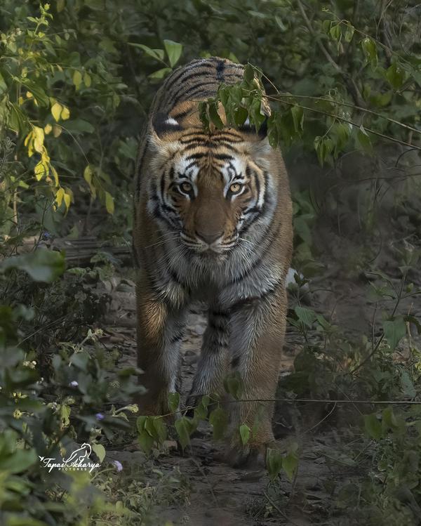 Image of Organism, Tiger, Bengal tiger, Siberian tiger, Felidae, Plant etc.