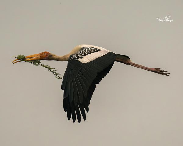 Image of Sky, Bird, Beak, Feather etc.