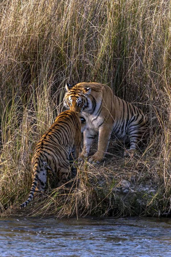 Image of Natural landscape, Water, Tiger, Vertebrate, Bengal tiger, Mammal etc.