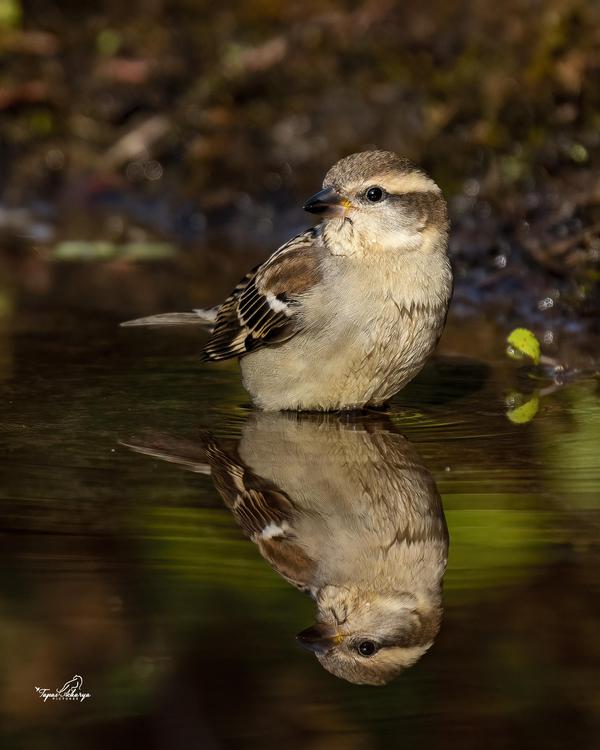 Image of Water, Plant, Bird, Beak, Feather, Twig etc.
