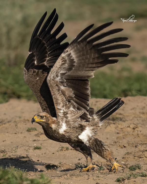 Image of Bird, Beak, Eagle, Accipitridae, Feather, Falconiformes etc.