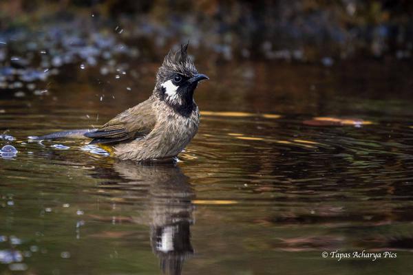 Image of Water, Bird, Beak, Body of water, Lake, Fluid etc.