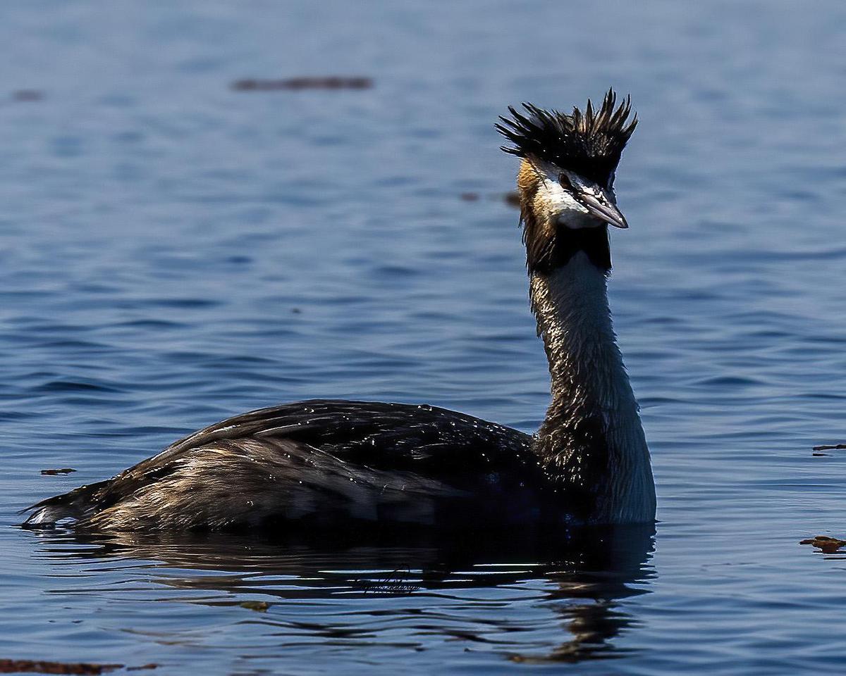 Image of Water, Bird, Body of water, Lake, Liquid, Fluid etc.