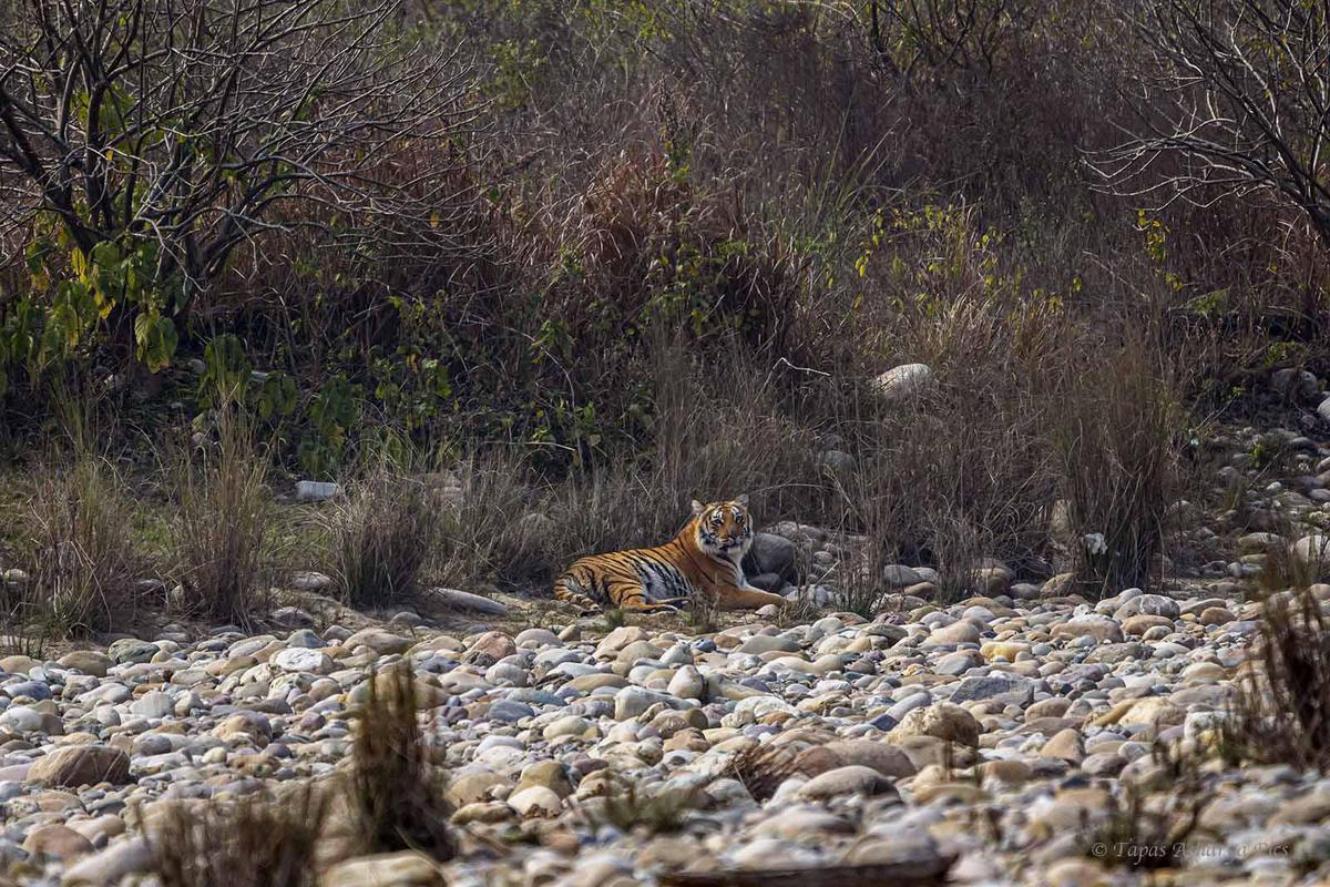 Image of Natural landscape, Terrestrial animal, Plant, Grass, Bank, Fawn etc.