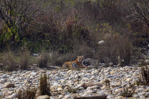 Image of Natural landscape, Terrestrial animal, Plant, Grass, Bank, Fawn etc.