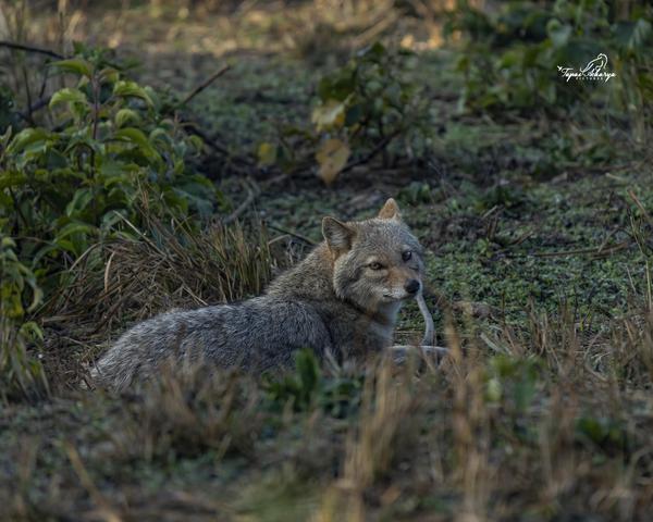 Image of Natural landscape, Mammal, Plant, Grass, Fawn, Carnivore etc.