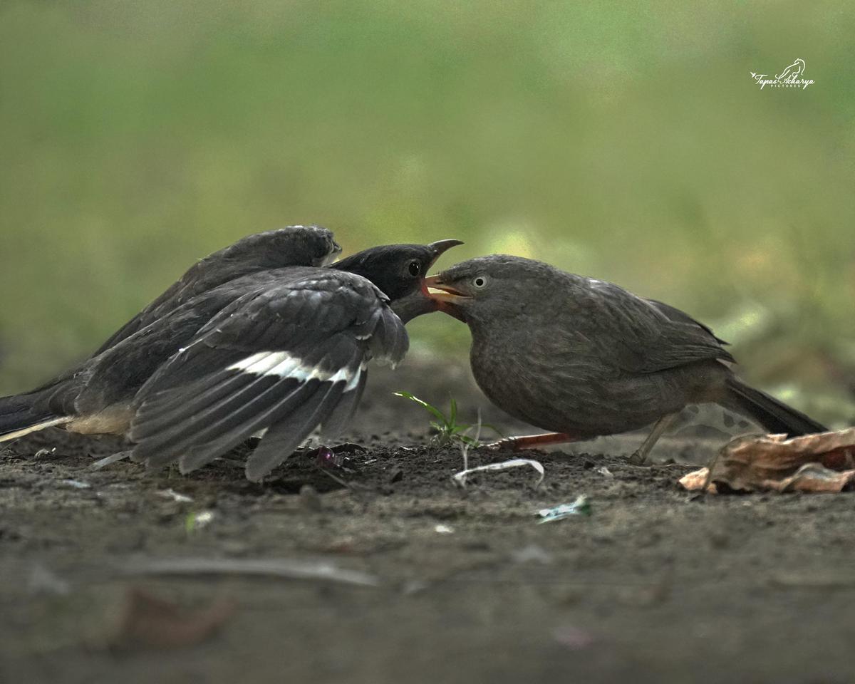 Image of Bird, Beak, Feather etc.