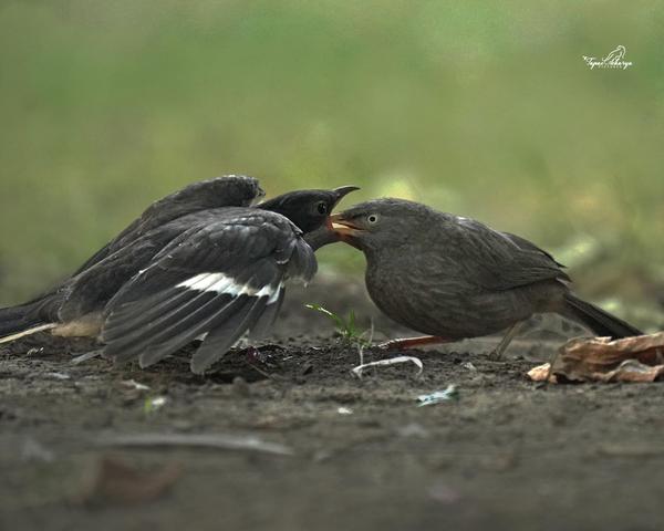 Image of Bird, Beak, Feather etc.