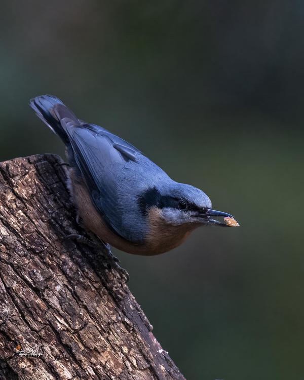Image of Bird, Beak etc.