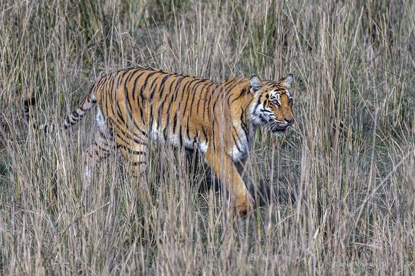 Image of Natural landscape, Tiger, Terrestrial animal, Bengal tiger, Siberian tiger, Felidae etc.