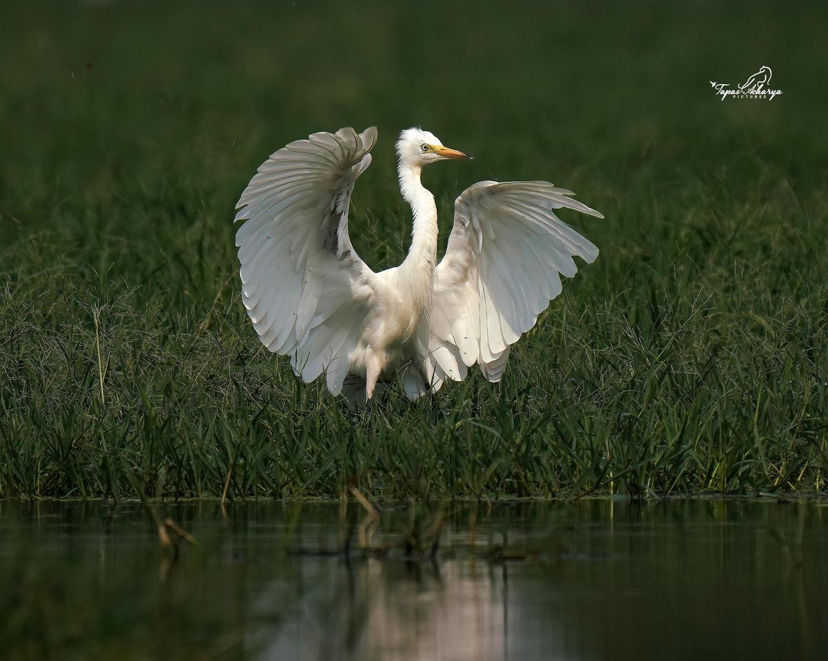Image of Water, Bird, Beak, Waterfowl, Body of water, Water resources etc.