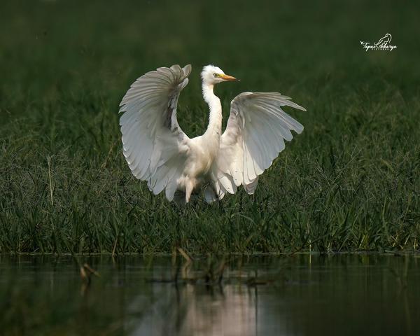 Image of Water, Bird, Beak, Waterfowl, Body of water, Water resources etc.