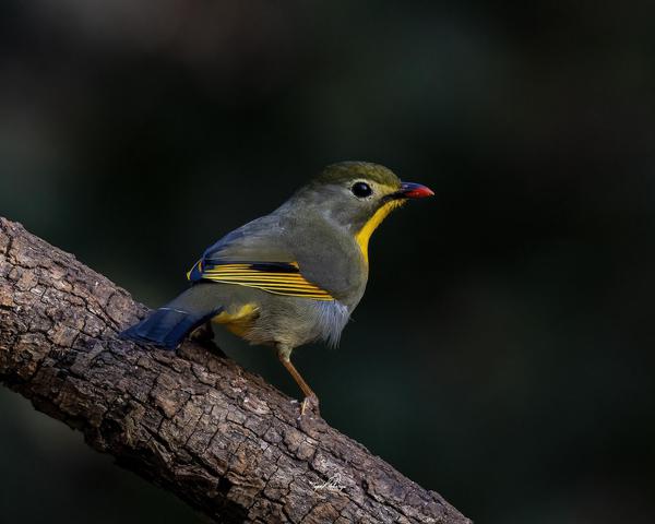 Image of Bird, Beak, Eye, Feather, Twig etc.