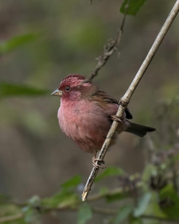Image of Plant, Bird, Beak, Eye, Feather, Twig etc.