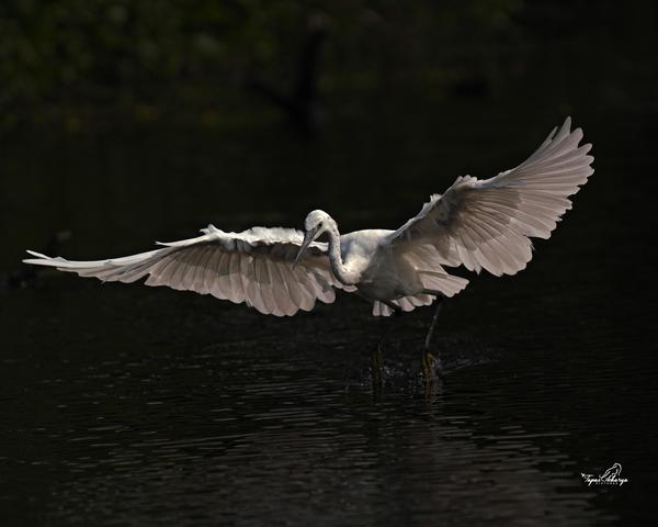 Image of Water, Bird, Beak etc.