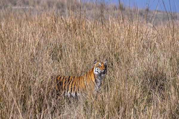 Image of Natural landscape, Felidae, Plant, Fawn, Carnivore etc.