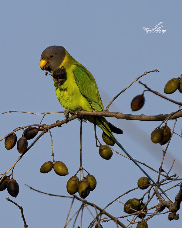 Image of Sky, Branch, Plant, Bird, Twig, Parrot etc.