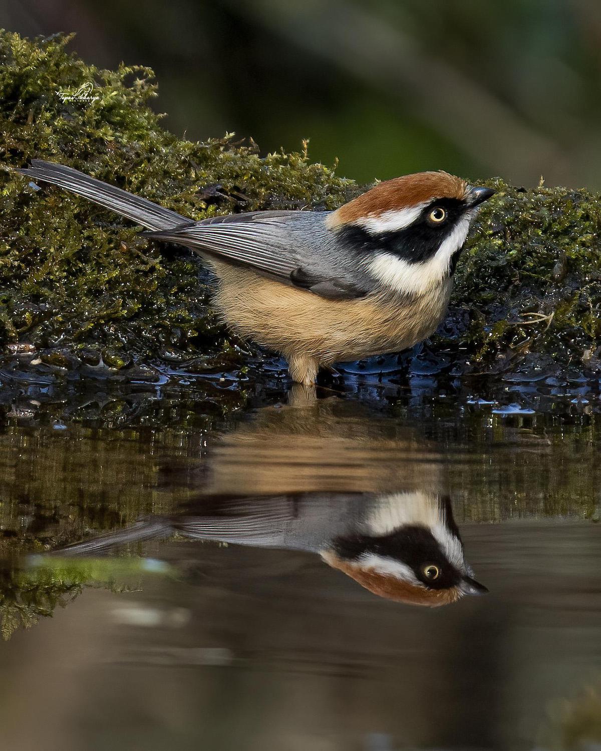 Image of Water, Bird, Beak, Feather etc.