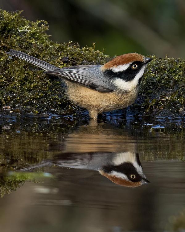 Image of Water, Bird, Beak, Feather etc.