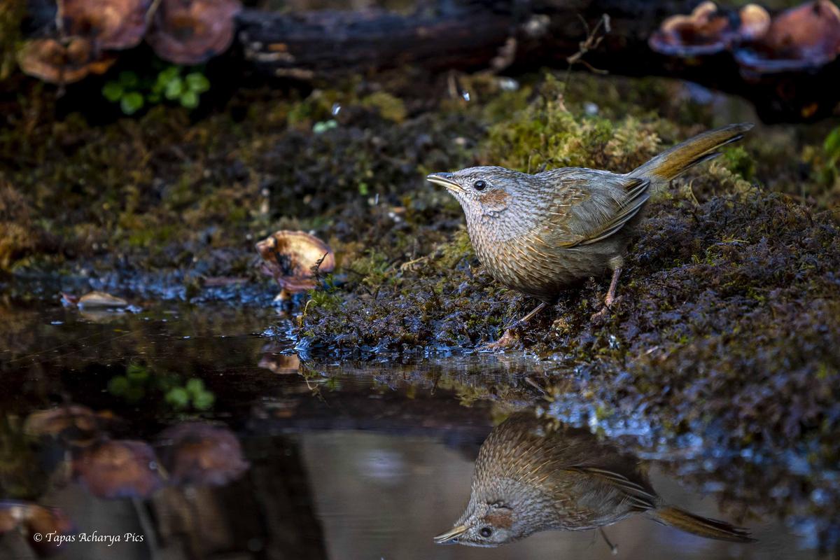 Image of Water, Organism, Plant, Bird, Beak, Wood etc.