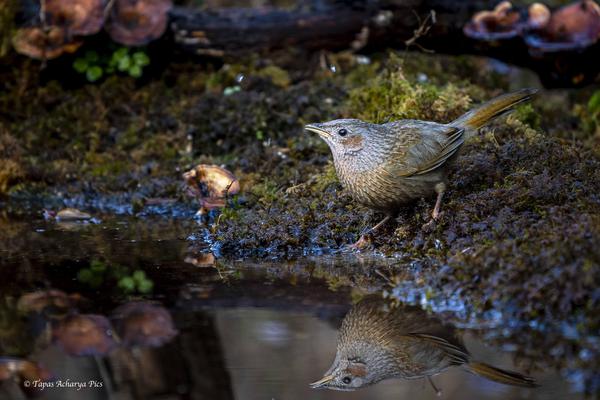 Image of Water, Organism, Plant, Bird, Beak, Wood etc.