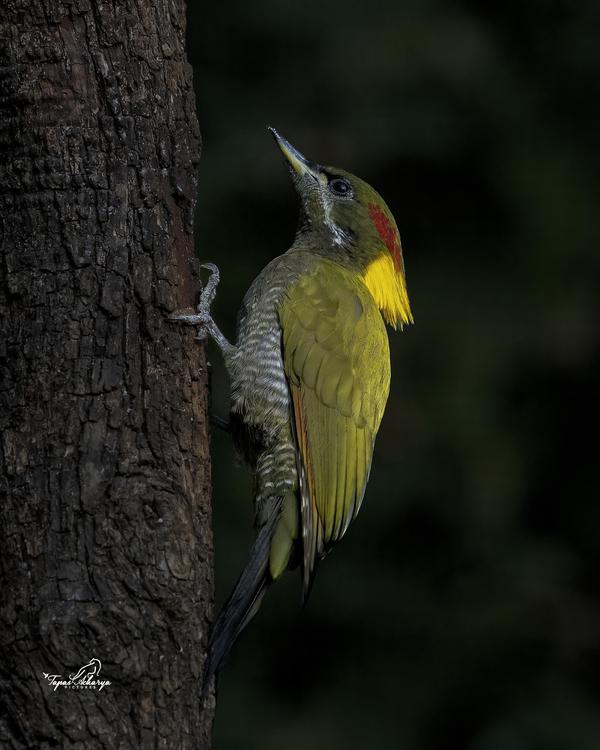 Image of Bird, Beak, Feather, Twig, Woodpecker etc.